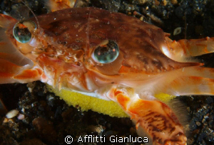 crab eggs by Afflitti Gianluca 
